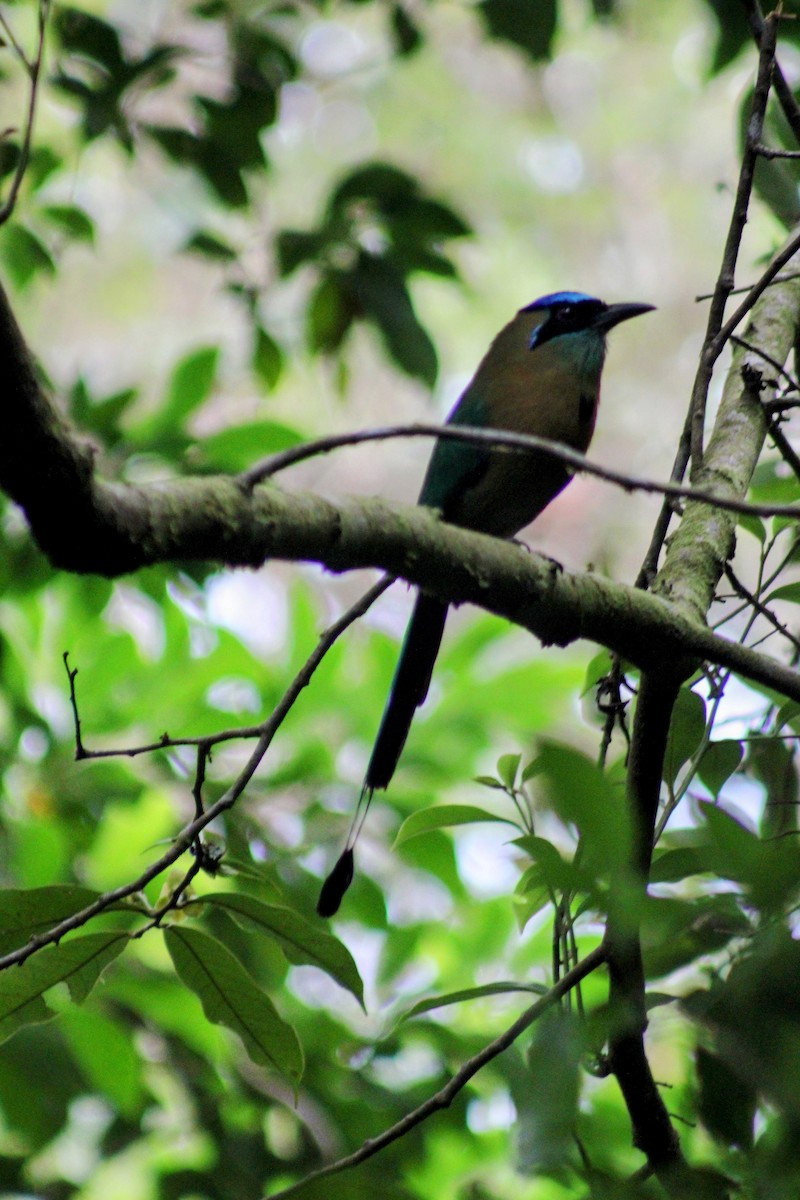 Lesson Motmotu - ML647652082