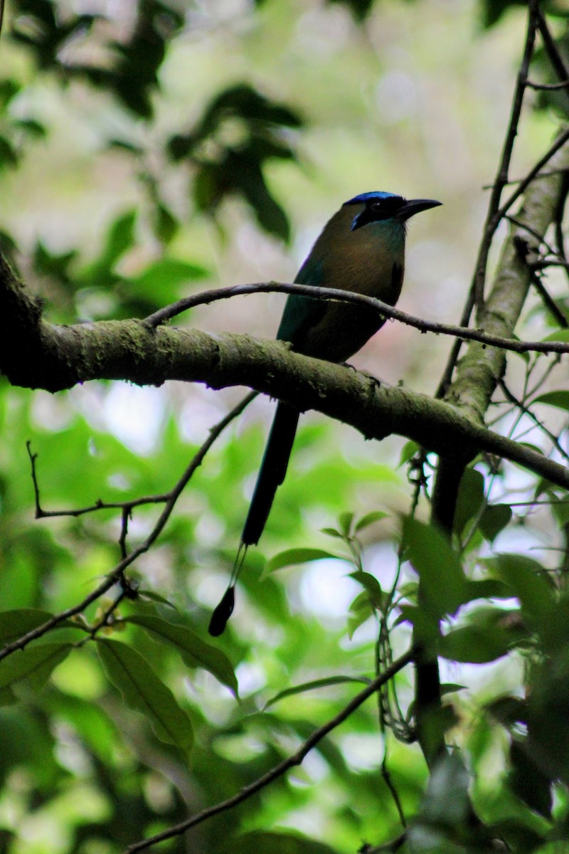 Lesson Motmotu - ML647652083