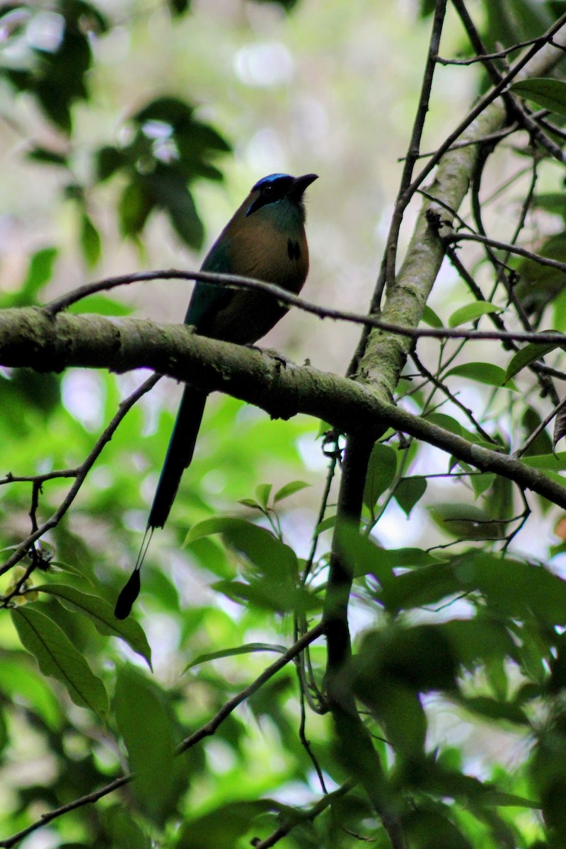 Lesson Motmotu - ML647652084