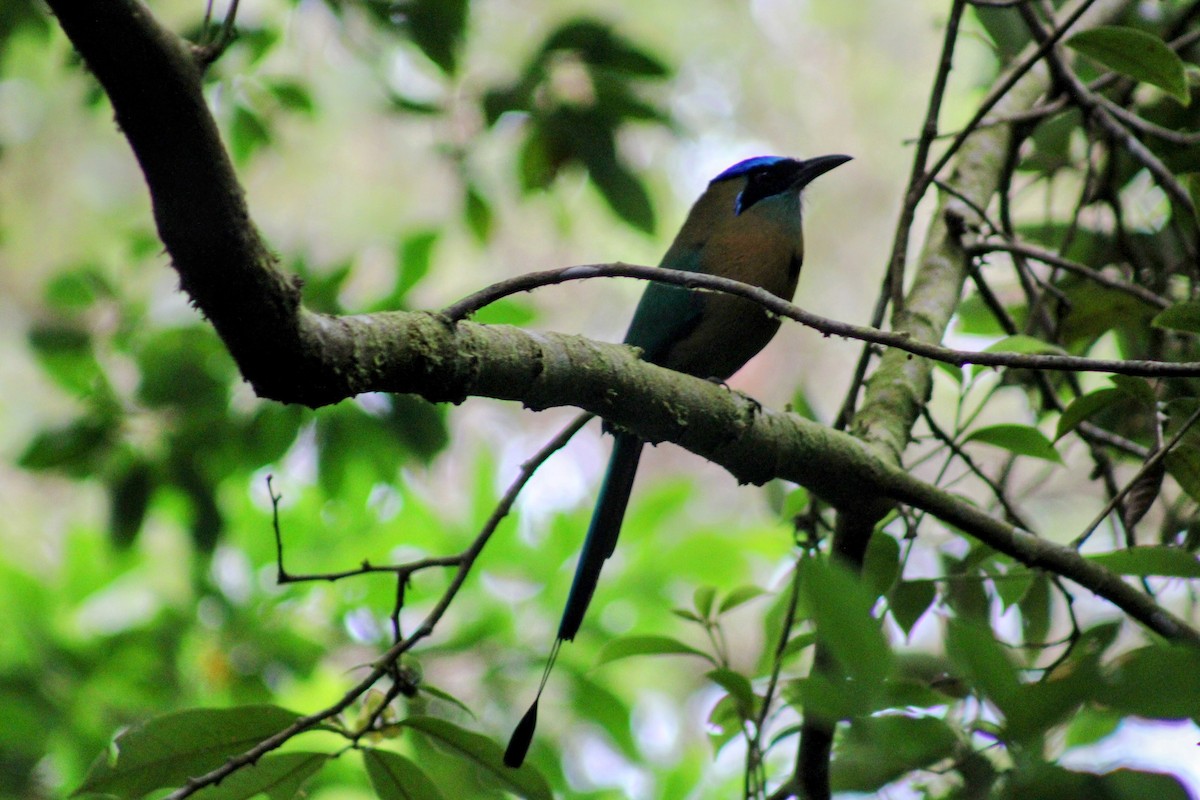 Lesson Motmotu - ML647652085