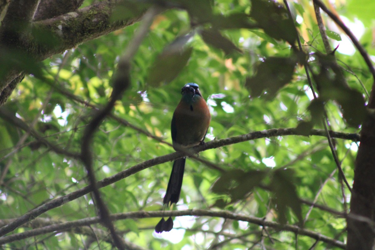 Lesson Motmotu - ML647652086