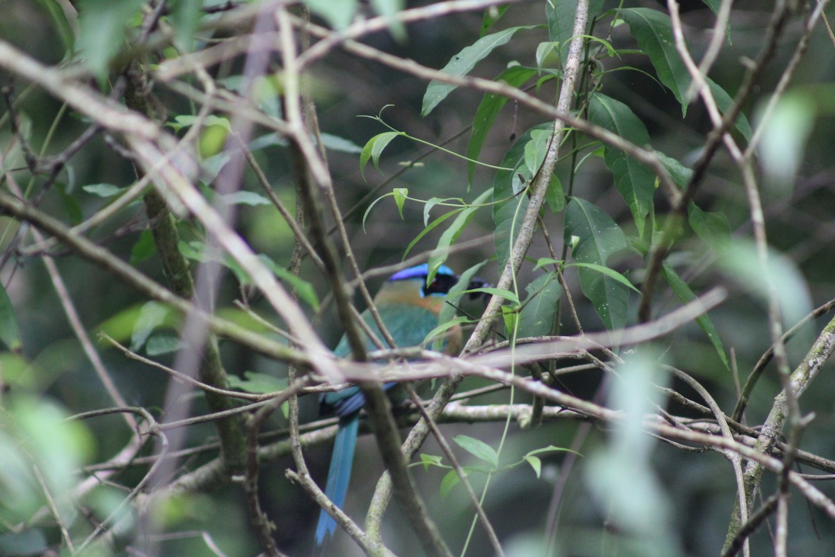 Lesson Motmotu - ML647652087