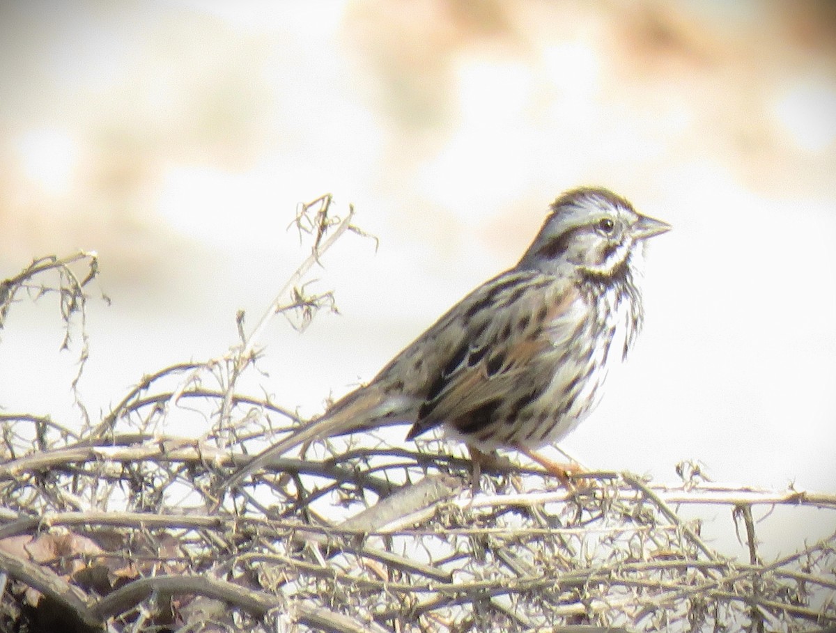 Song Sparrow (heermanni Group) - ML647652088