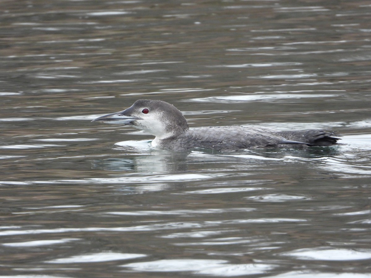 Common Loon - ML647652089