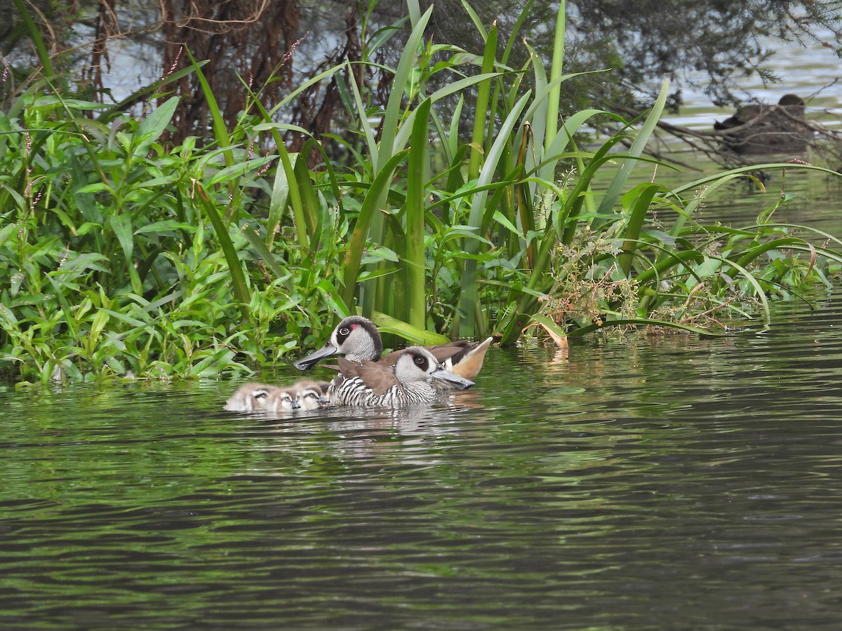 Pink-eared Duck - ML647652090