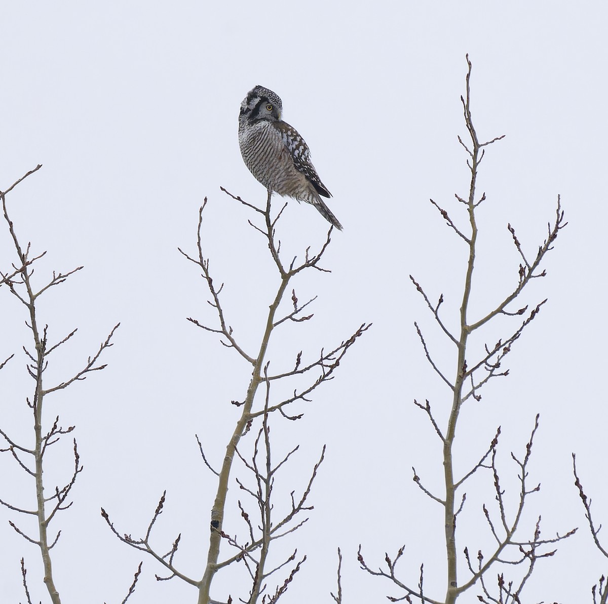 Northern Hawk Owl - ML647652091
