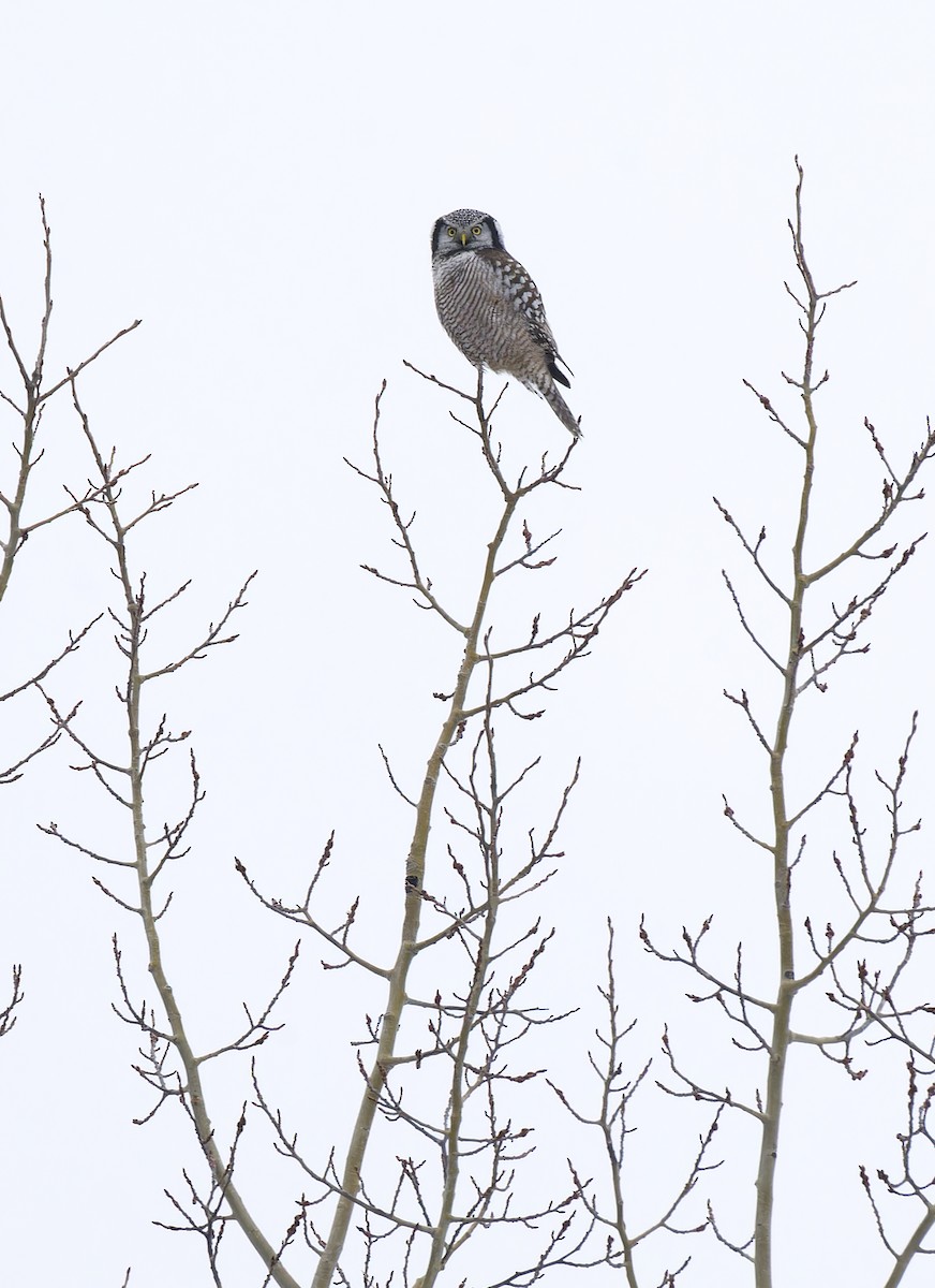 Northern Hawk Owl - ML647652092