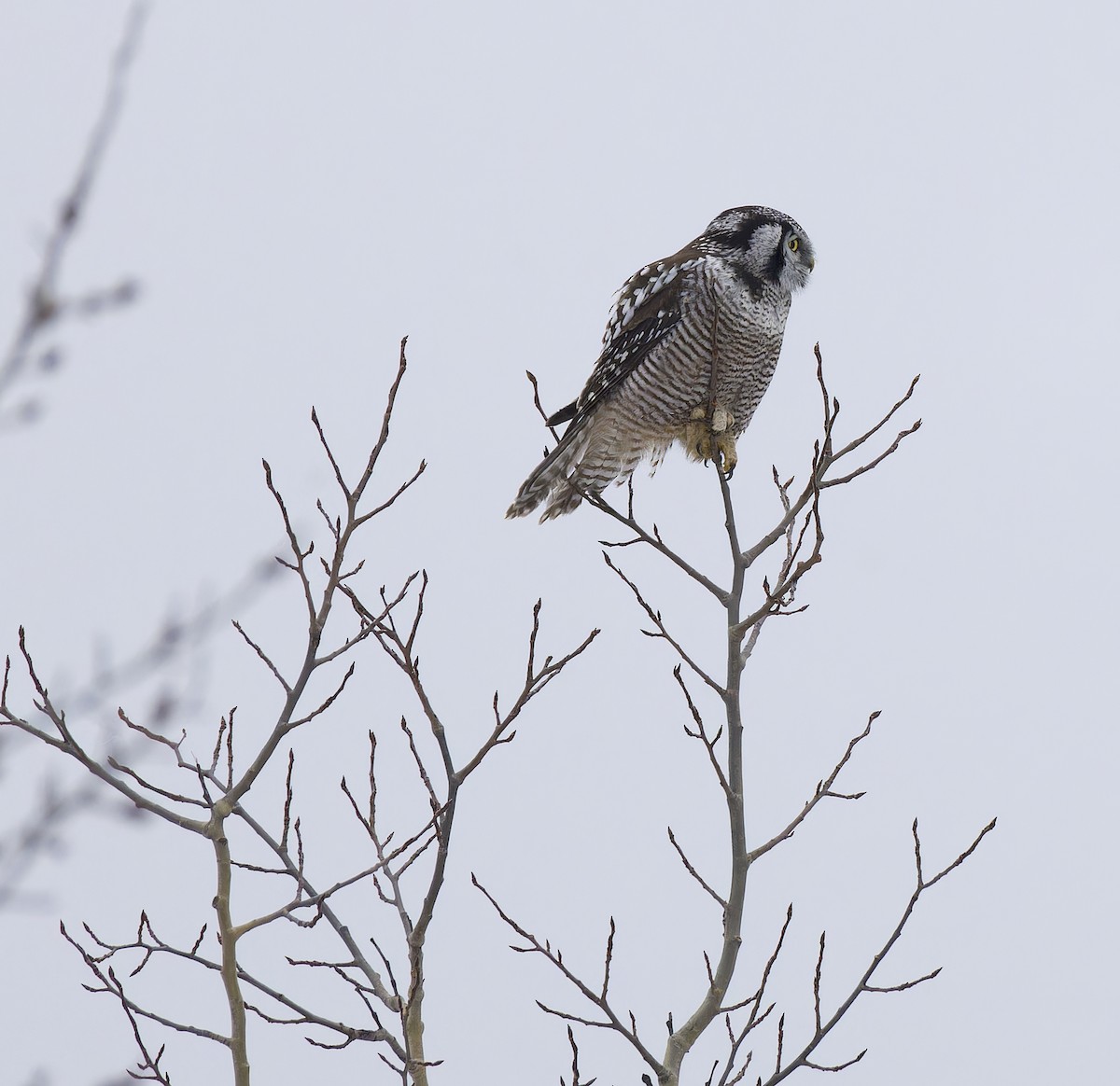 Northern Hawk Owl - ML647652093