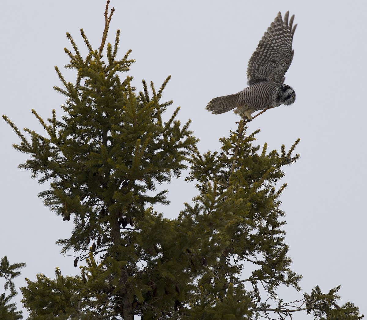 Northern Hawk Owl - ML647652094
