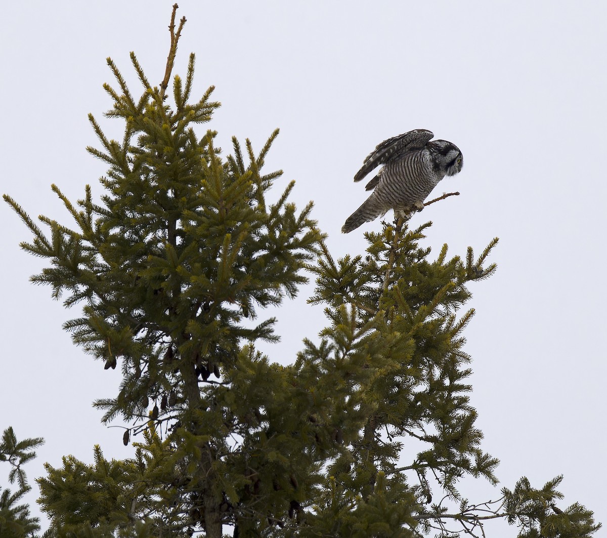 Northern Hawk Owl - ML647652095