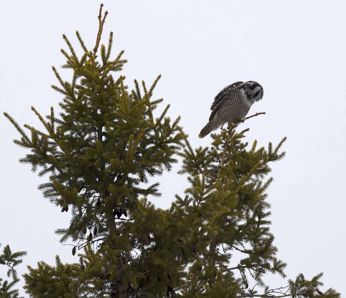 Northern Hawk Owl - ML647652096