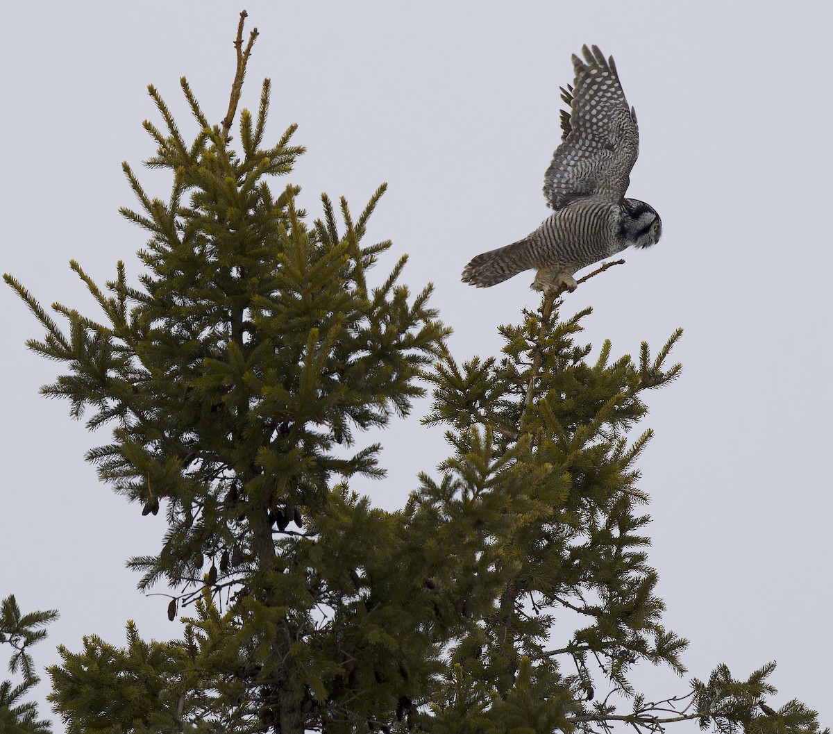 Northern Hawk Owl - ML647652097