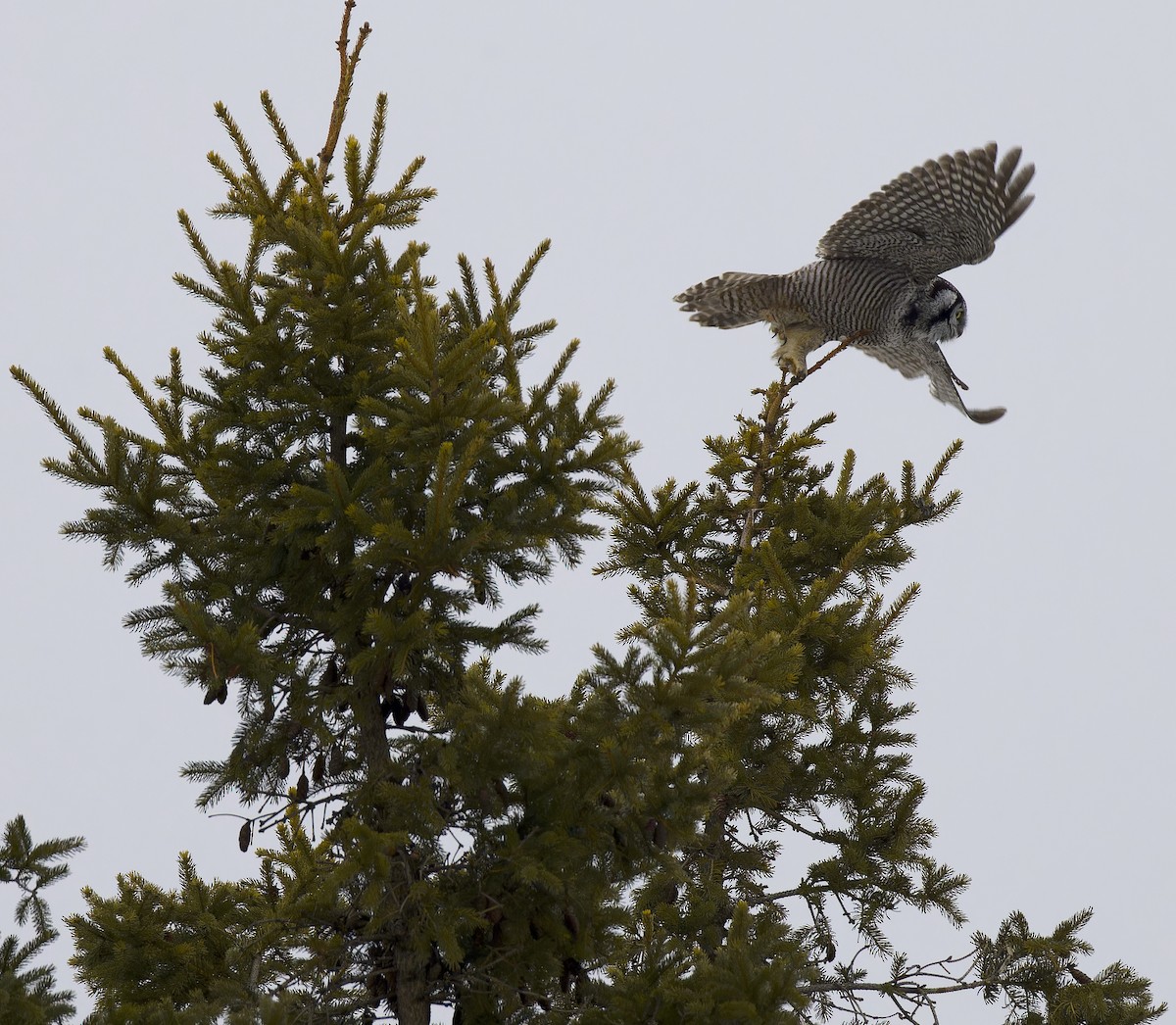 Northern Hawk Owl - ML647652098