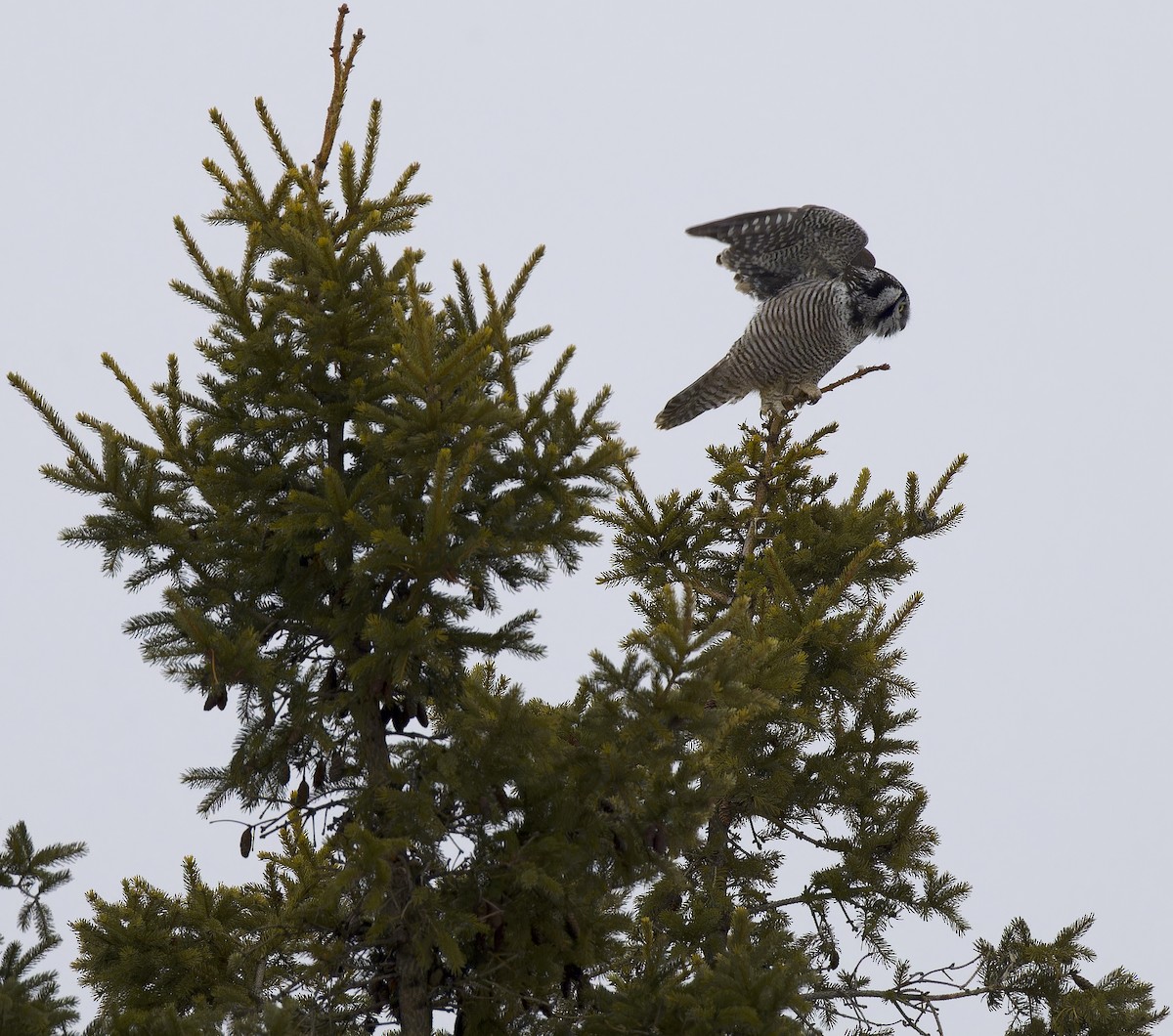 Northern Hawk Owl - ML647652099