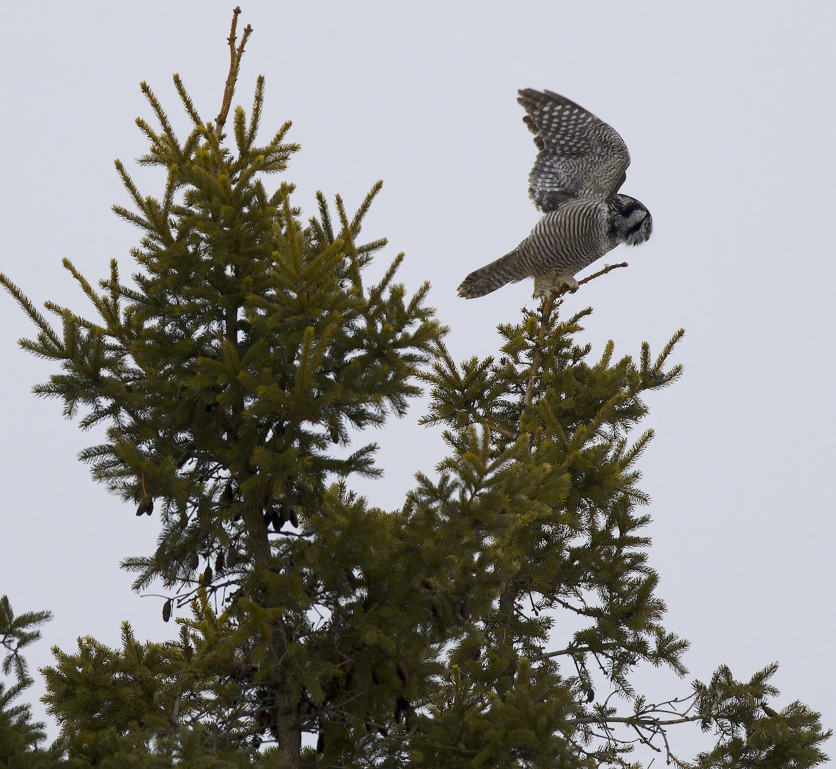 Northern Hawk Owl - ML647652100