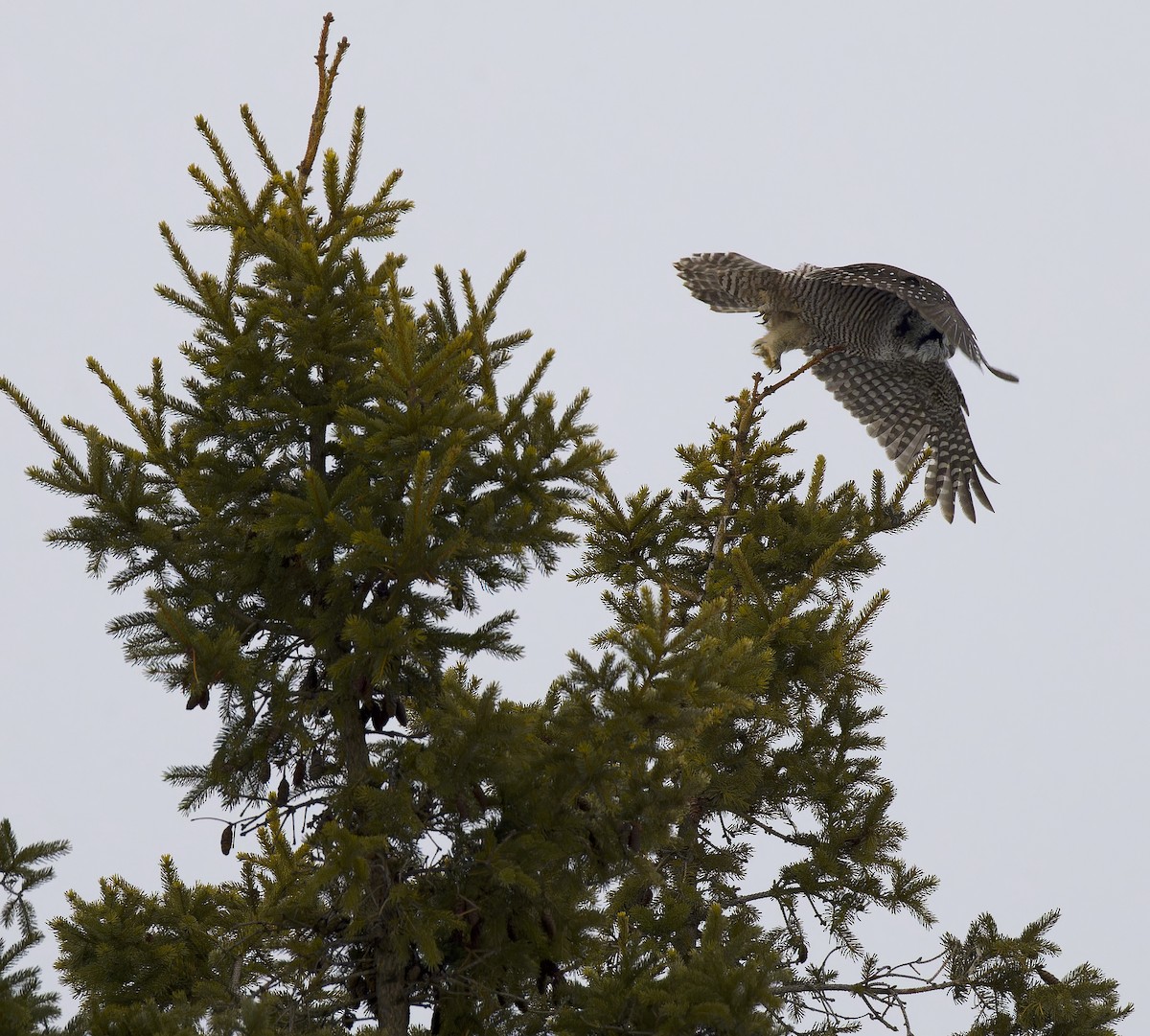 Northern Hawk Owl - ML647652101