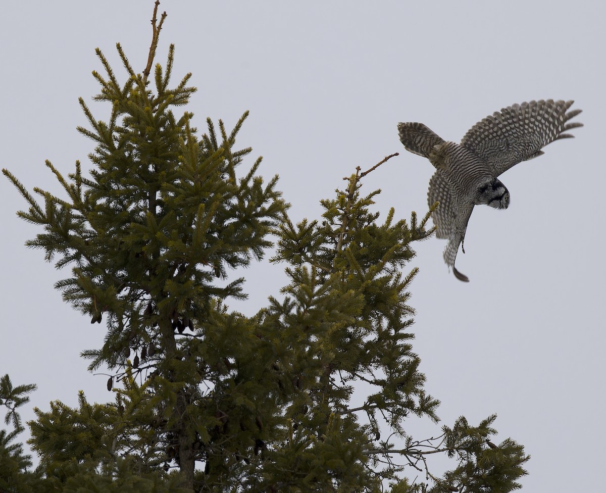 Northern Hawk Owl - ML647652102