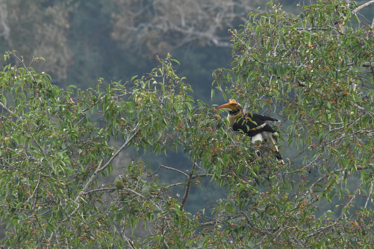 Great Hornbill - ML647652103