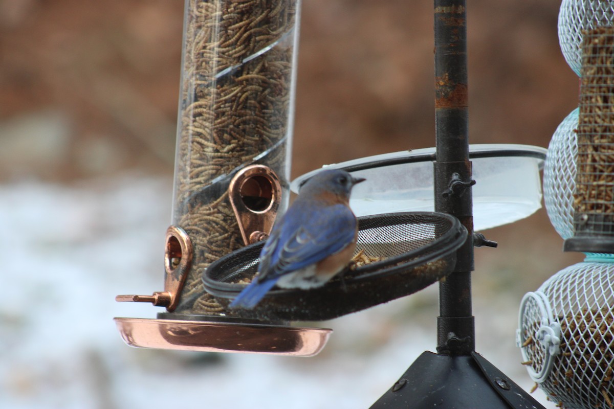 Eastern Bluebird - ML647652104