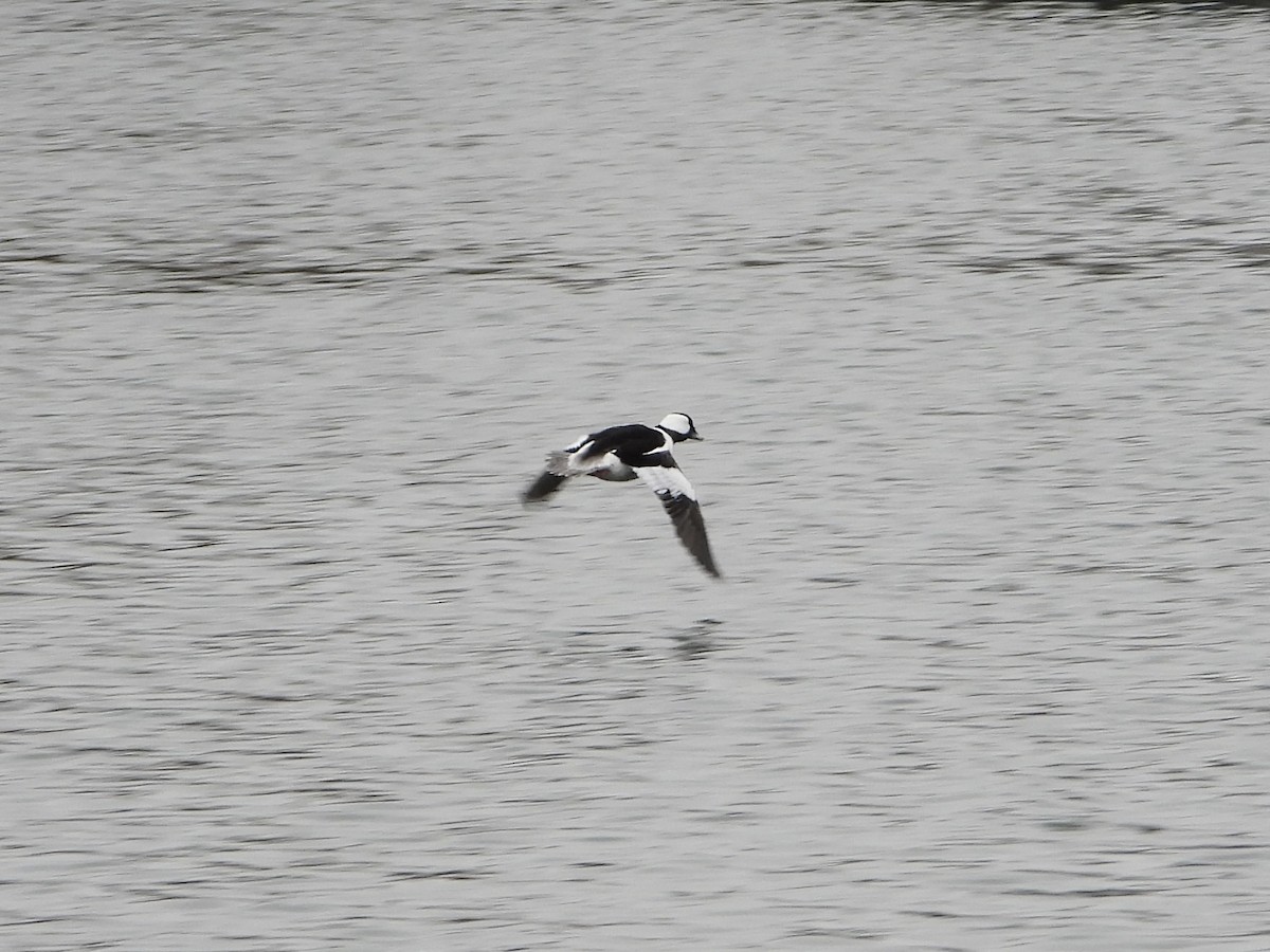 Bufflehead - ML647652105