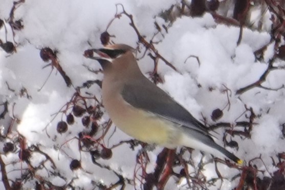 Cedar Waxwing - ML647652109