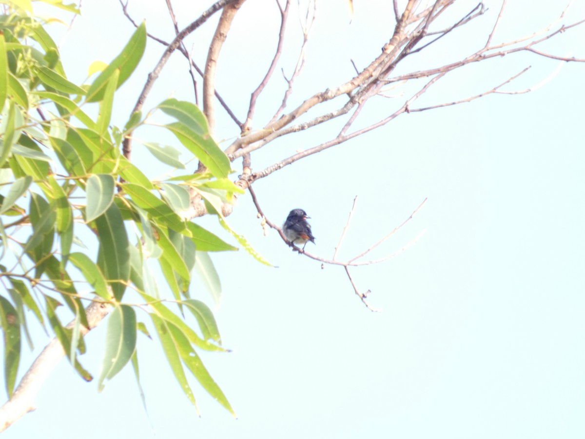 Mistletoebird - ML647652110
