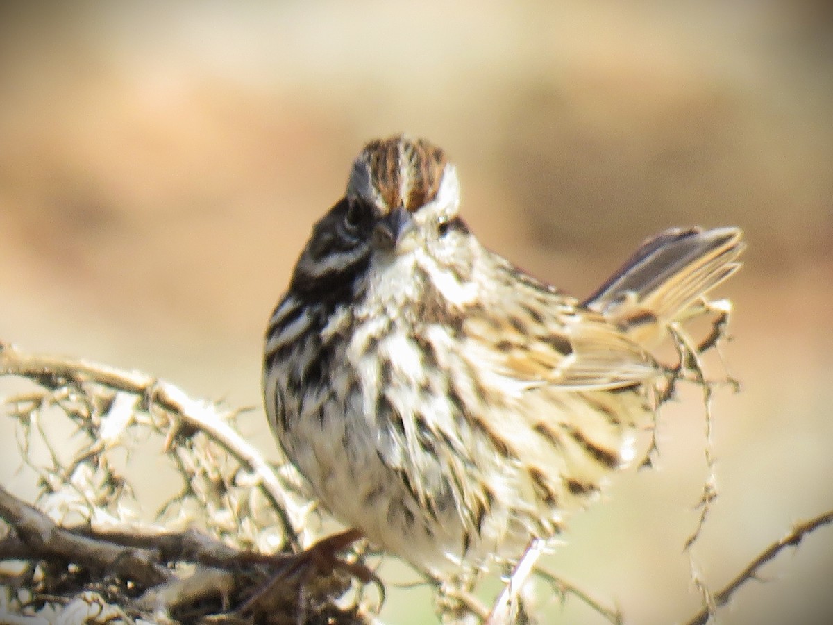 Song Sparrow (heermanni Group) - ML647652111