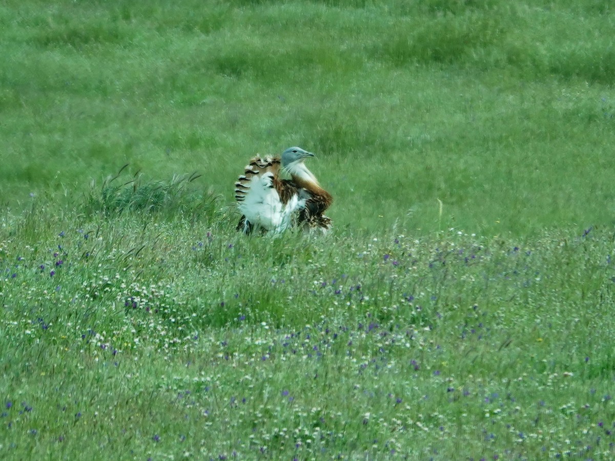 Great Bustard - ML647652112