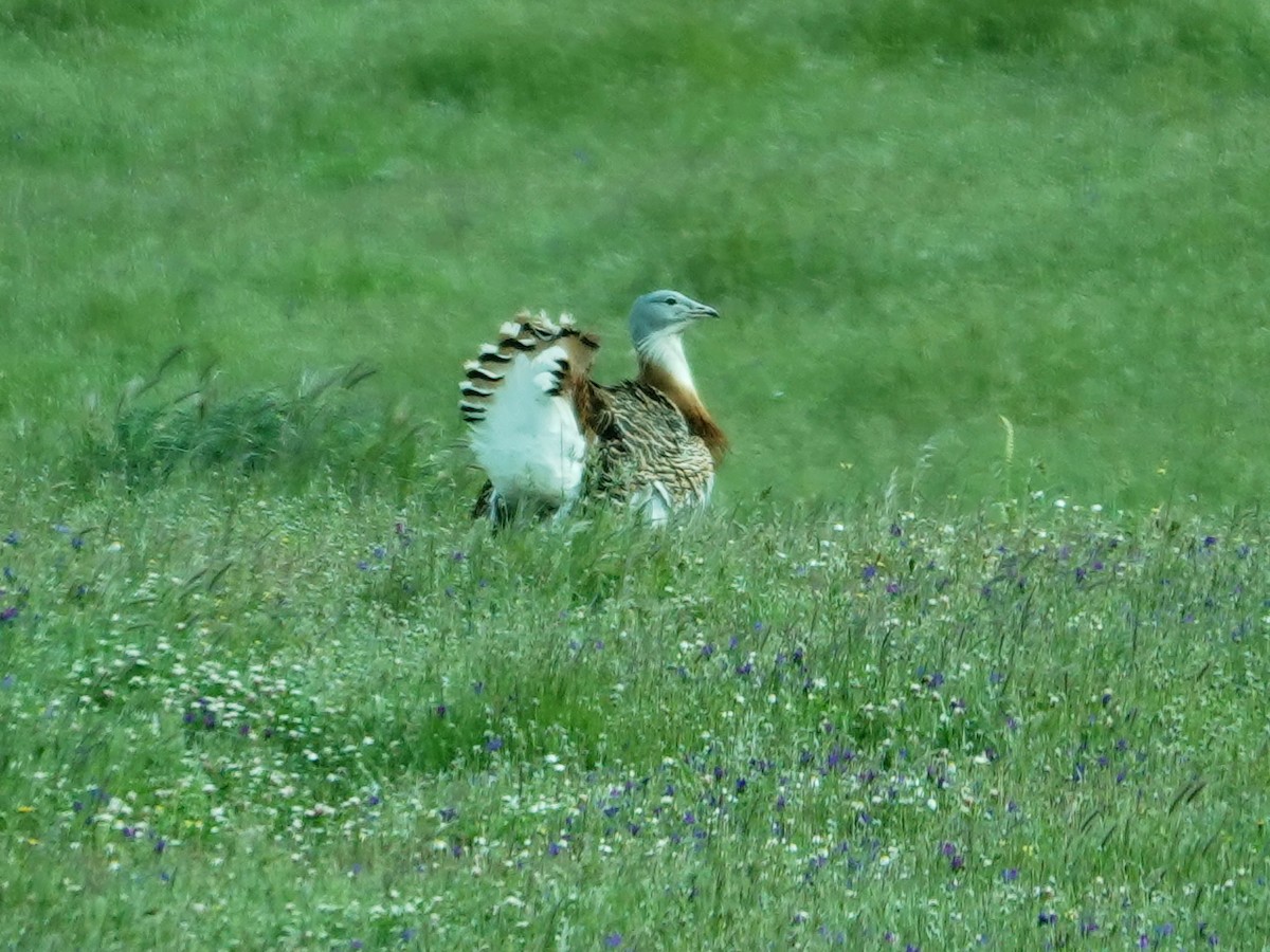 Great Bustard - ML647652113