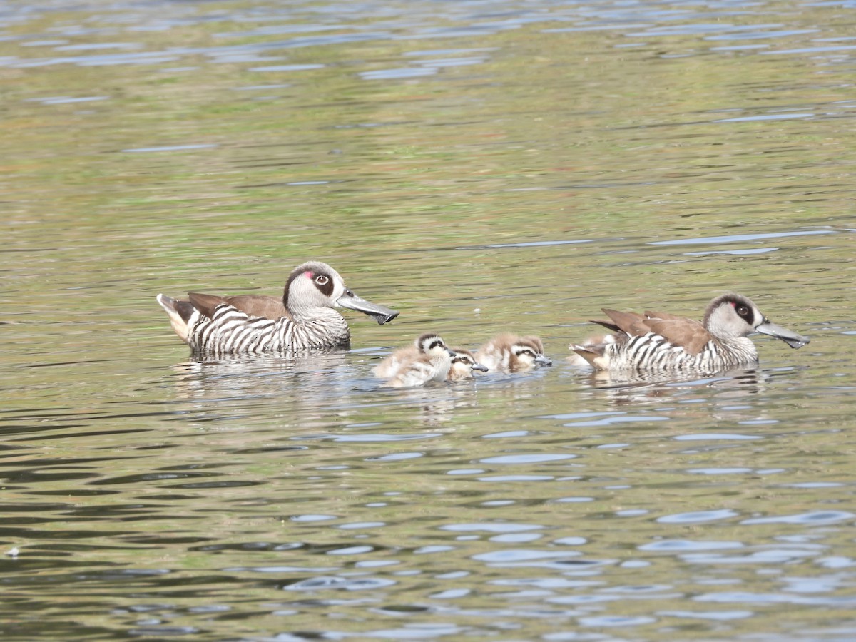 Pink-eared Duck - ML647652115