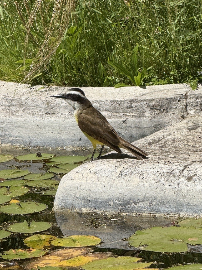 Great Kiskadee - ML647652119