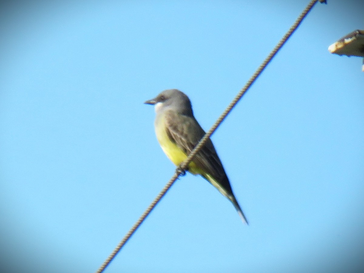 Cassin's Kingbird - ML647652122