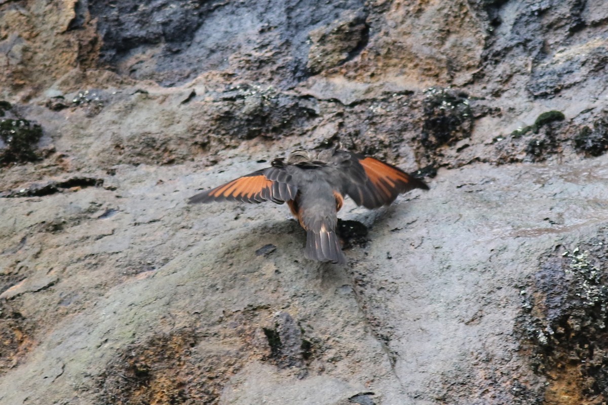 Cliff Flycatcher - ML647652125