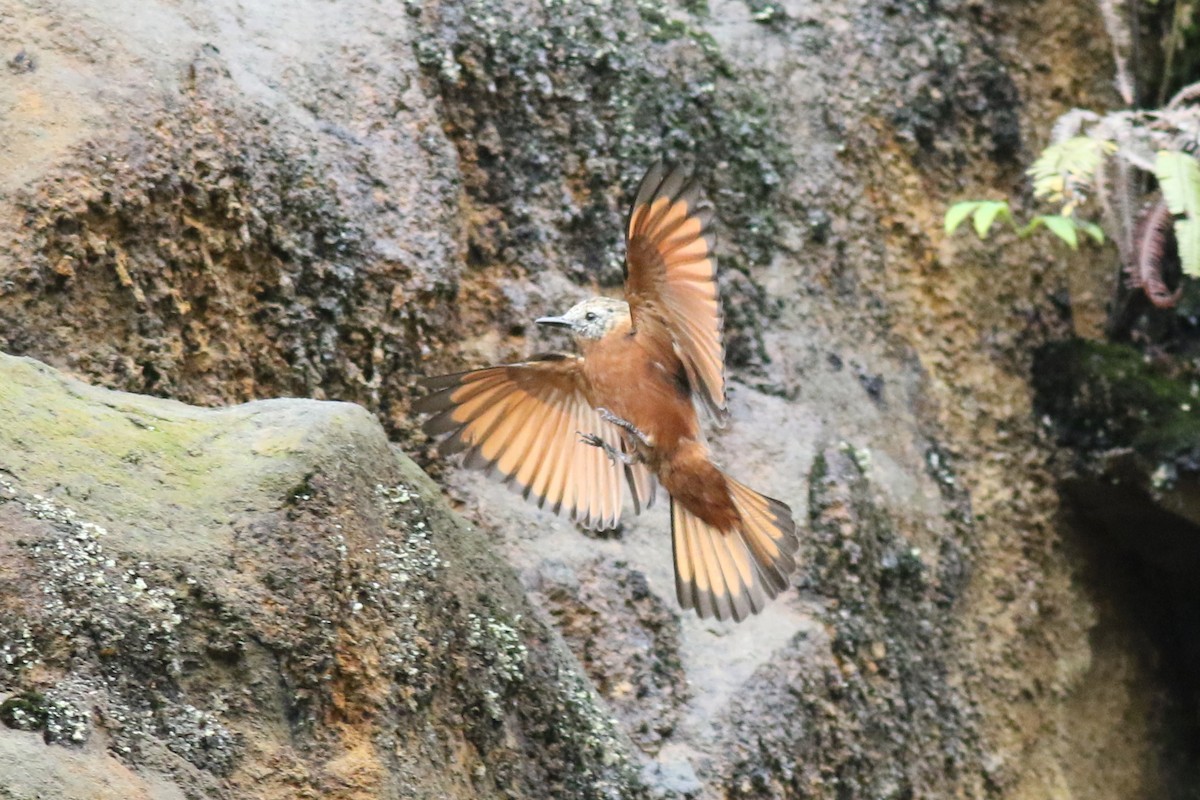 Cliff Flycatcher - ML647652127