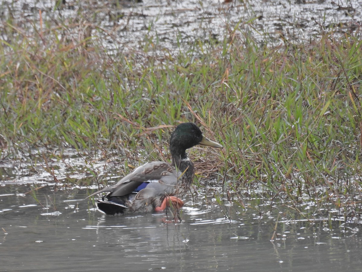 duck sp. - ML647652143