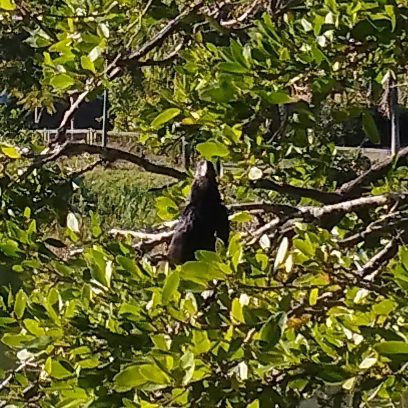 Smooth-billed Ani - ML647652162