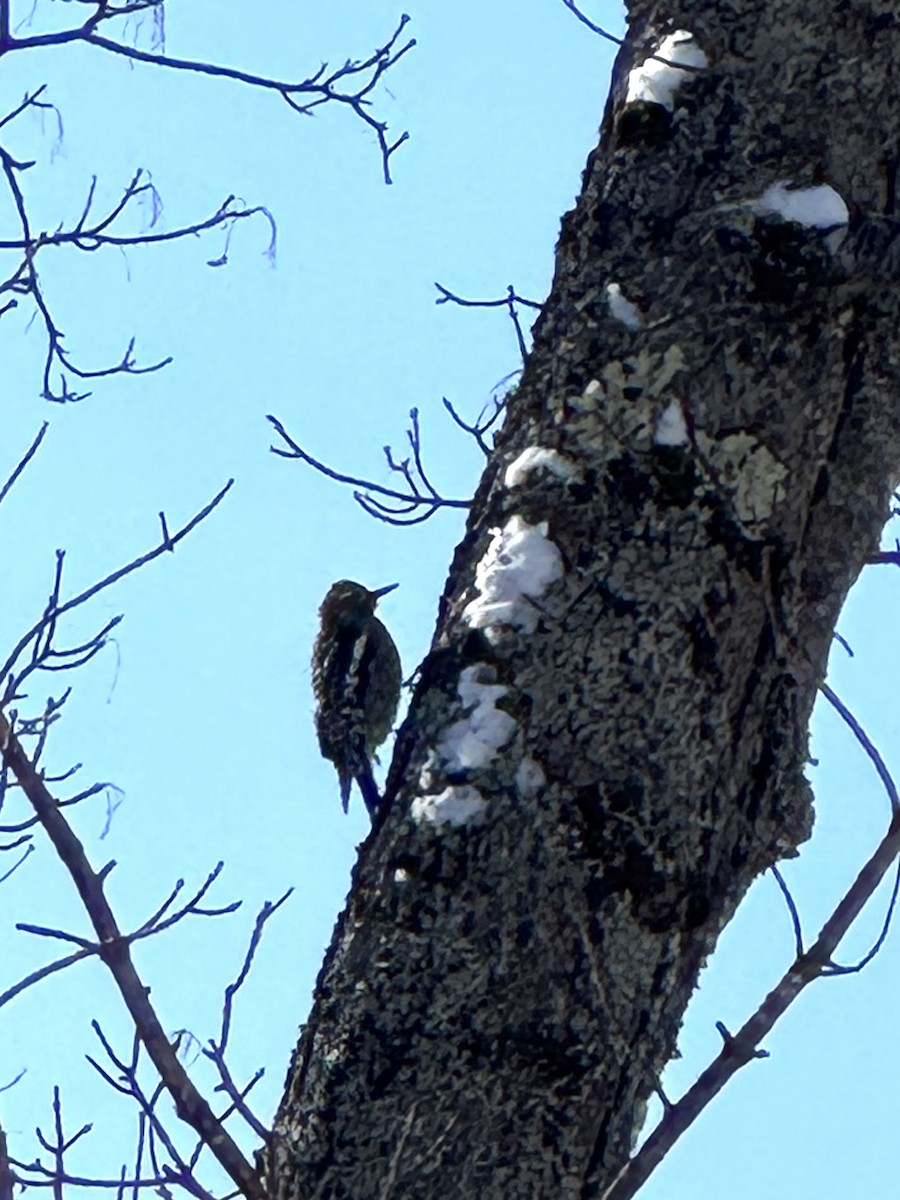 Yellow-bellied Sapsucker - ML647652165