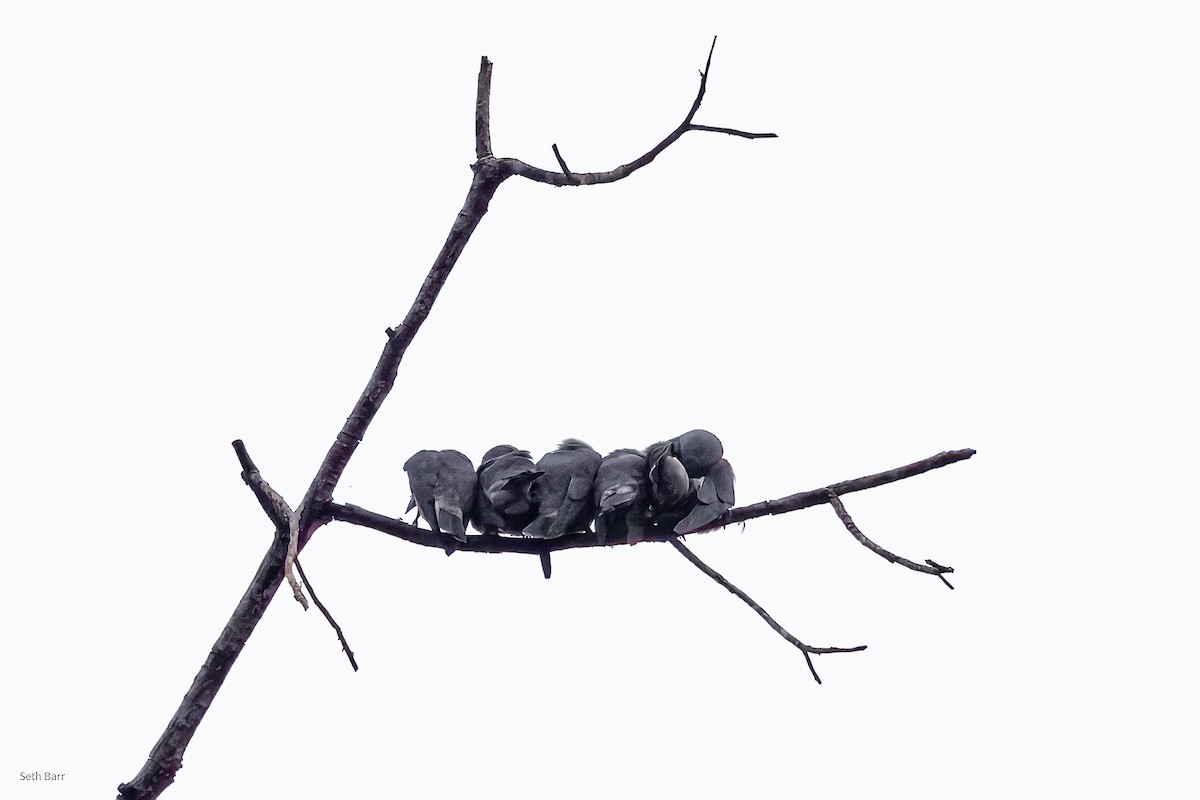 Серый артам - ML647652170