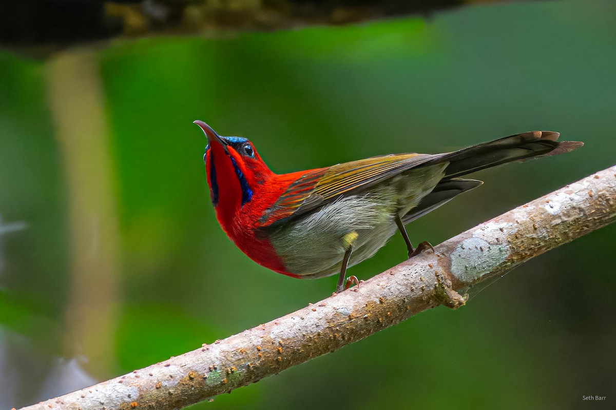 Crimson Sunbird (Goulpourah) - ML647652191