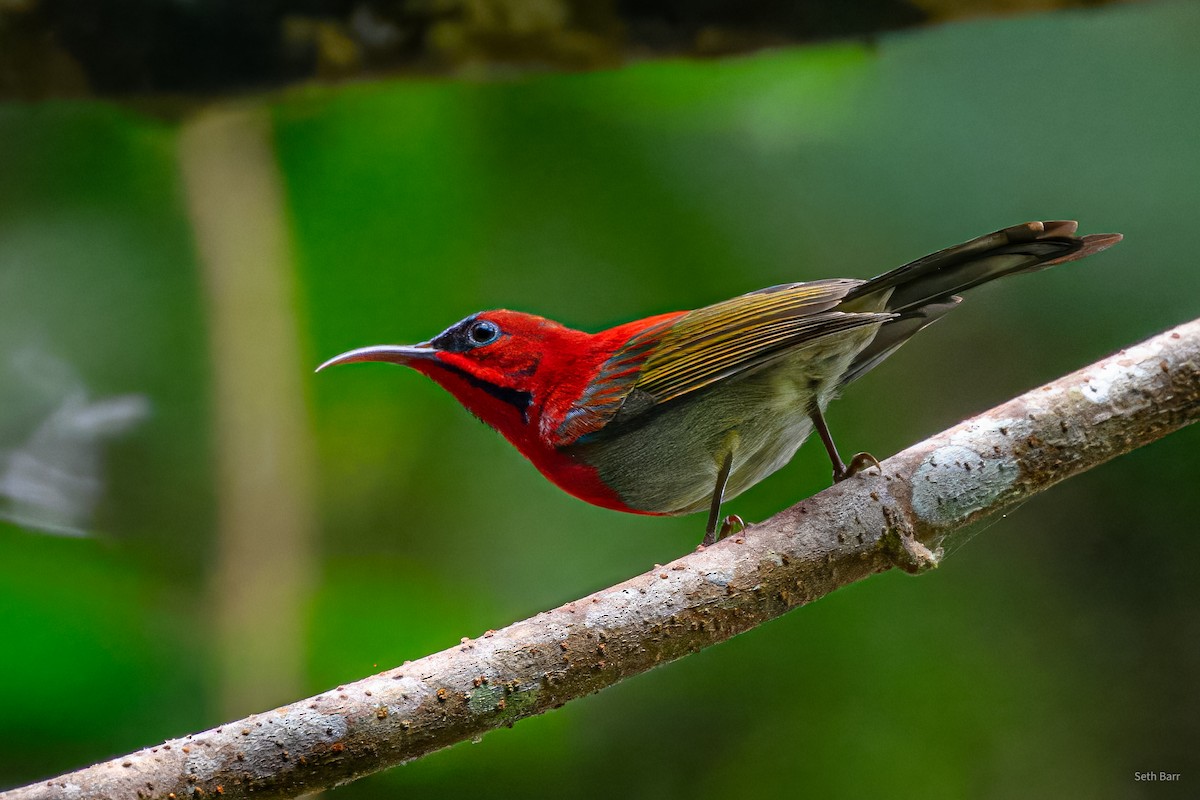 Crimson Sunbird (Goulpourah) - ML647652192