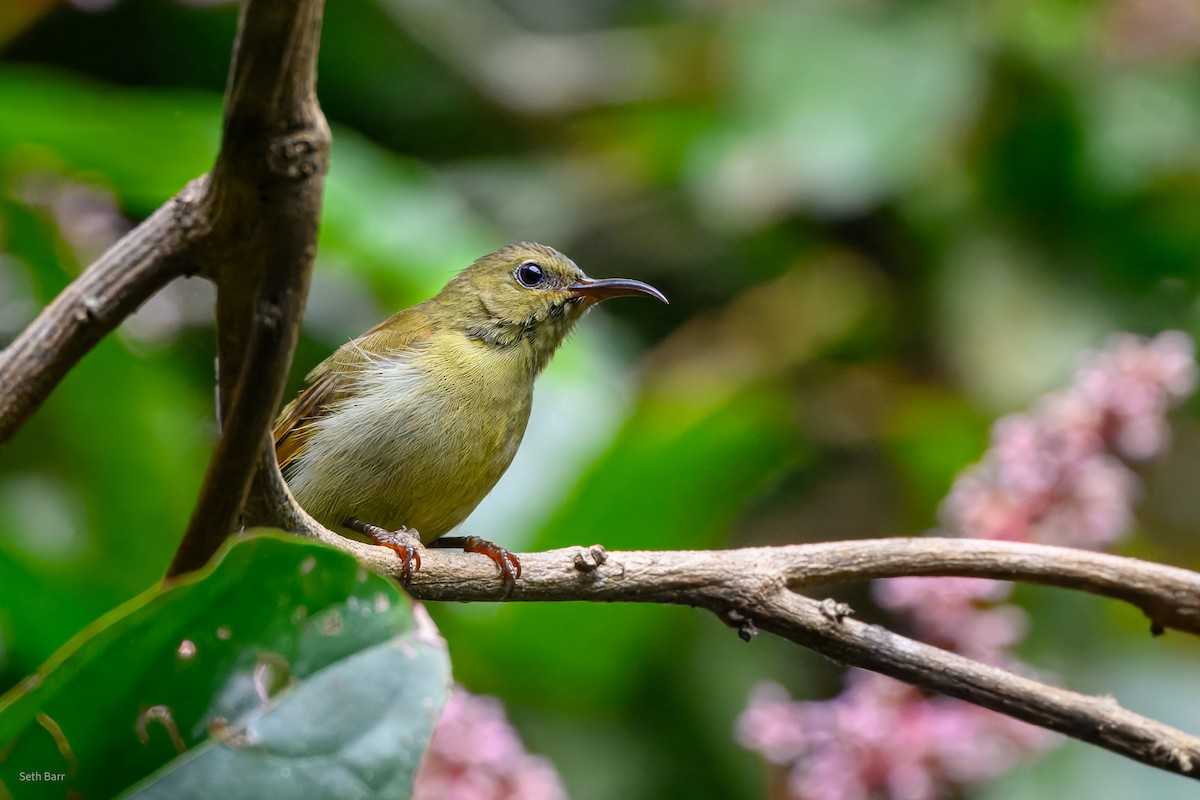 Crimson Sunbird (Goulpourah) - ML647652193