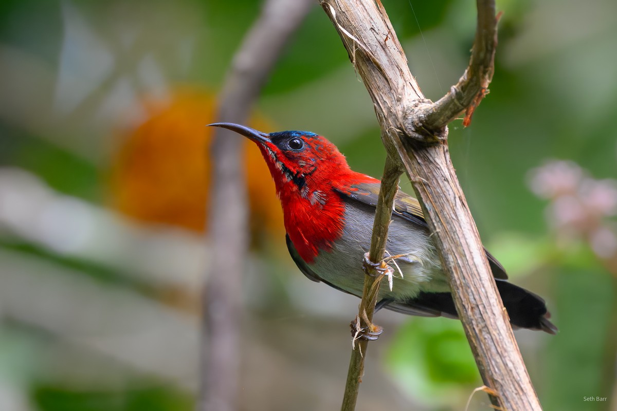 Crimson Sunbird (Goulpourah) - ML647652194