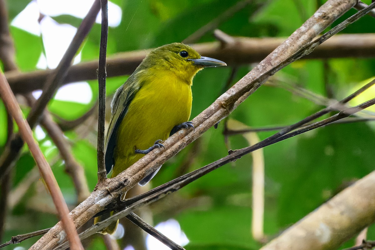 Большая йора - ML647652208