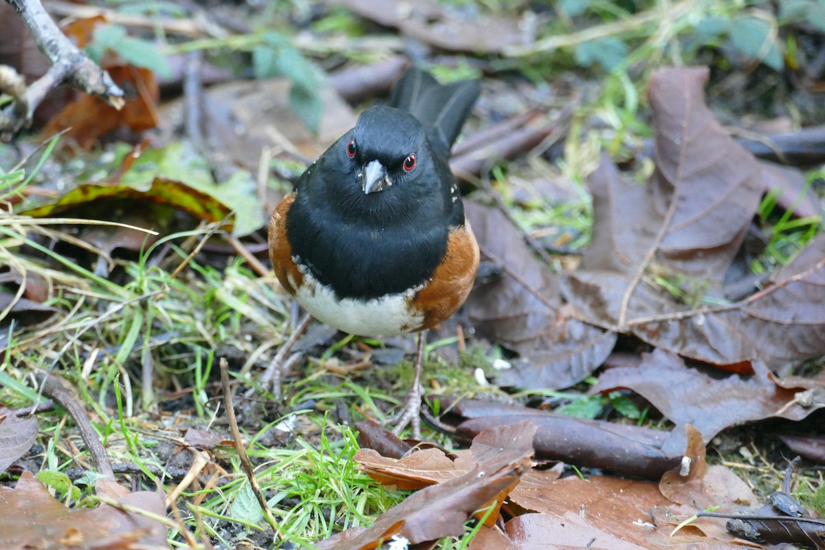 Spotted Towhee - ML647652221
