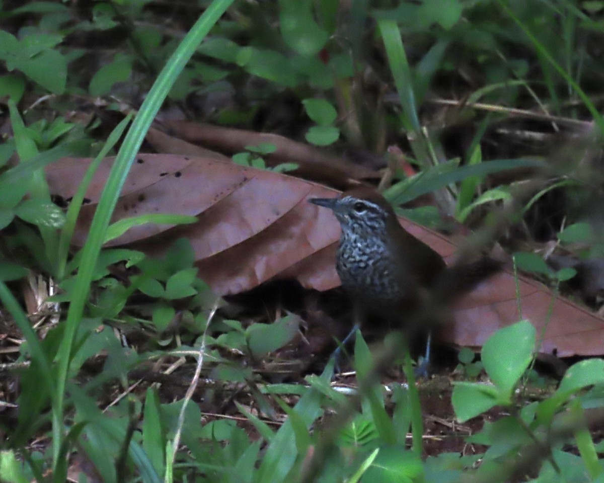 Spot-breasted Wren - ML647652225
