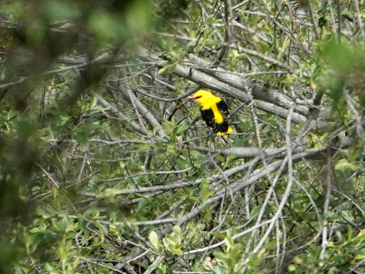Eurasian Golden Oriole - ML647652228