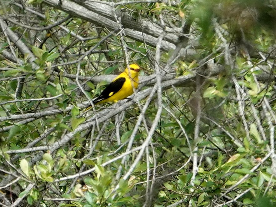 Eurasian Golden Oriole - ML647652230