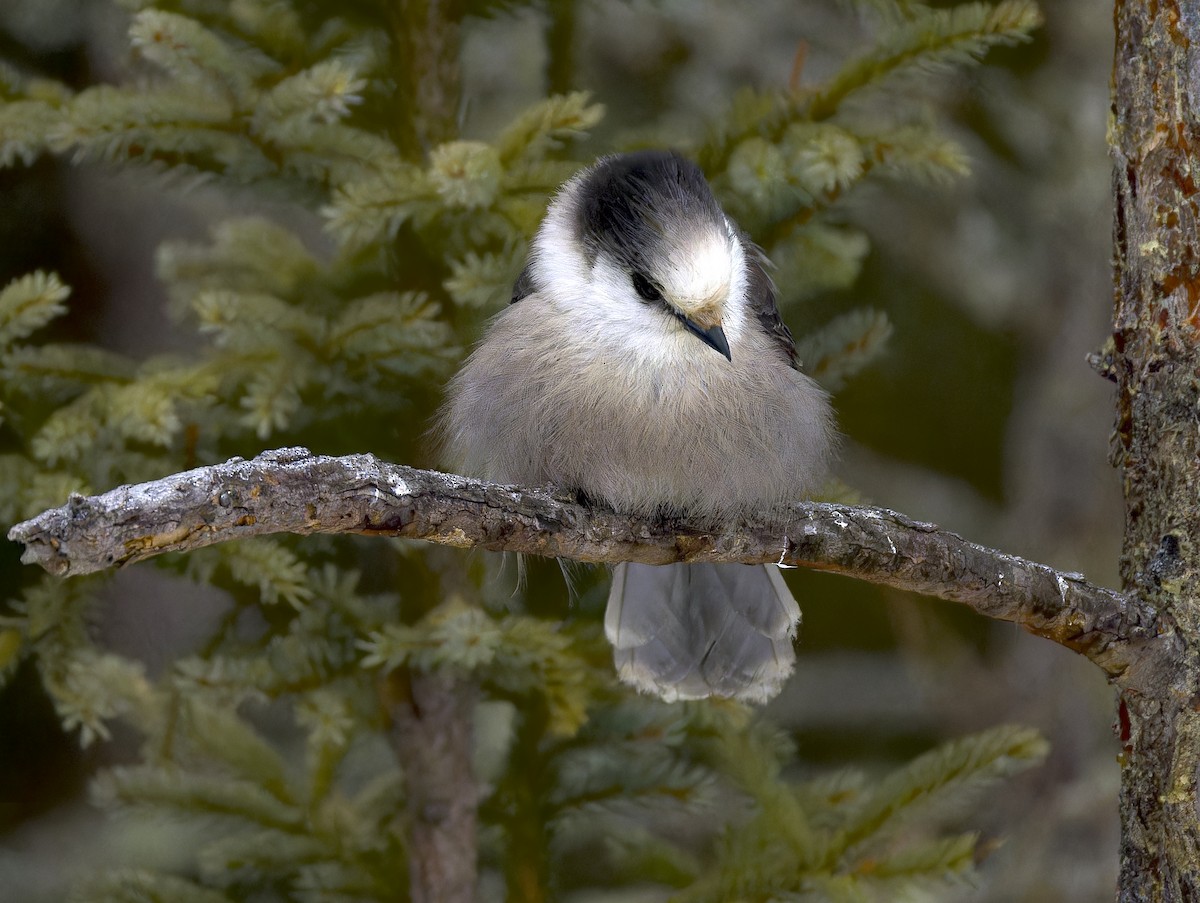 Canada Jay - ML647652232