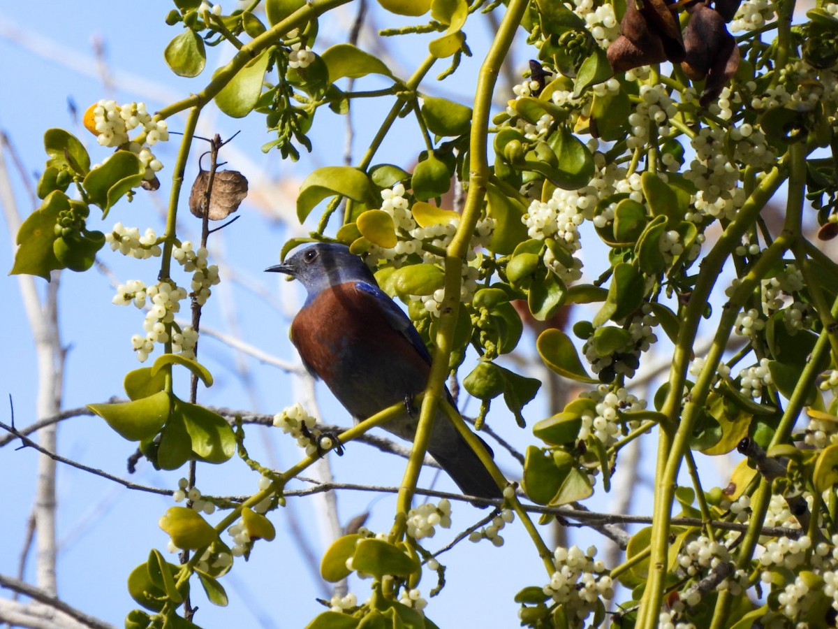 Western Bluebird - ML647652235