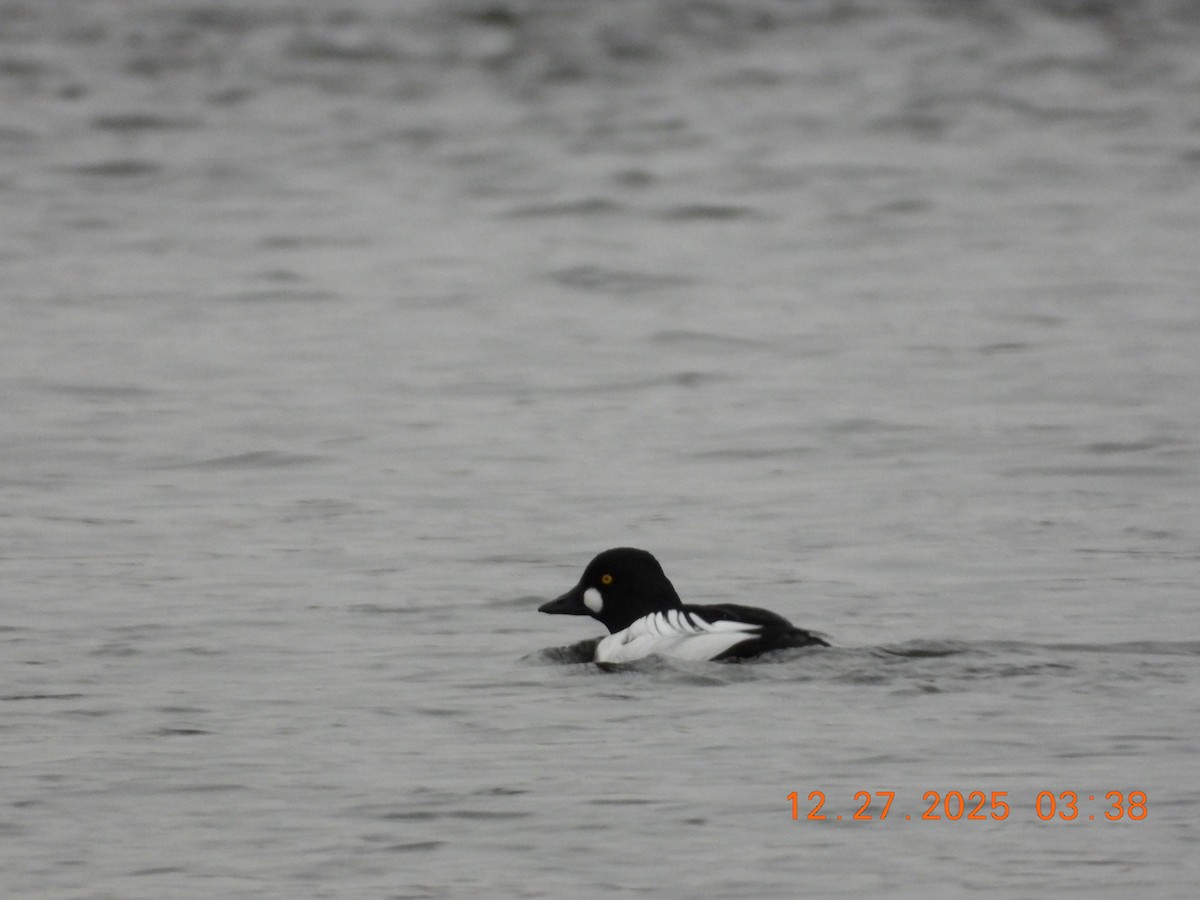 Common Goldeneye - ML647652236